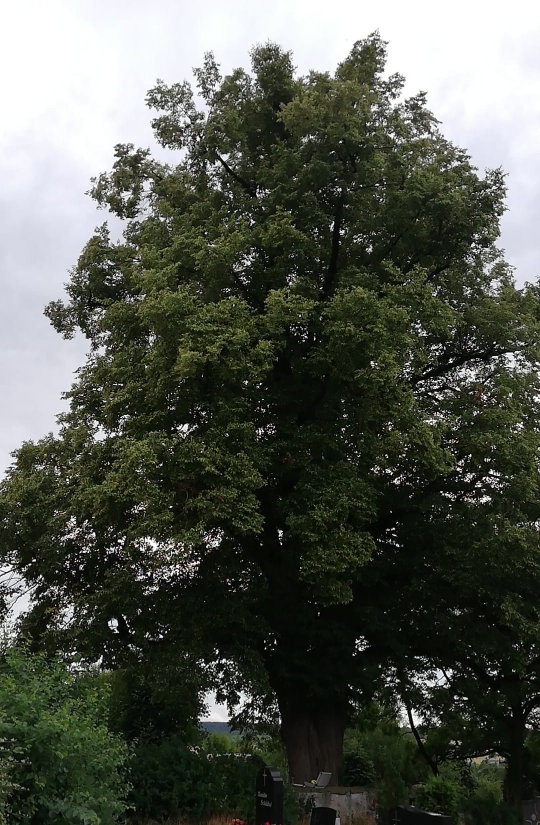 Alte Linde Friedhof